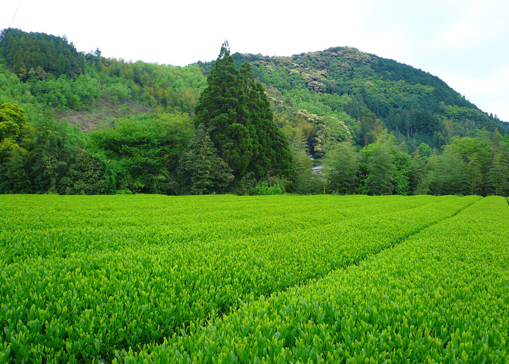 The Benefits Single Estate Farming