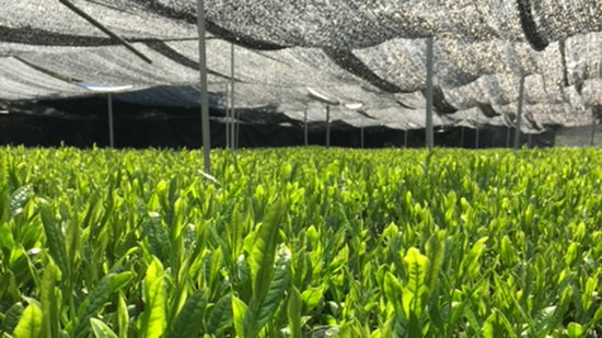 Shelf Cultivation (Authentic Matcha)