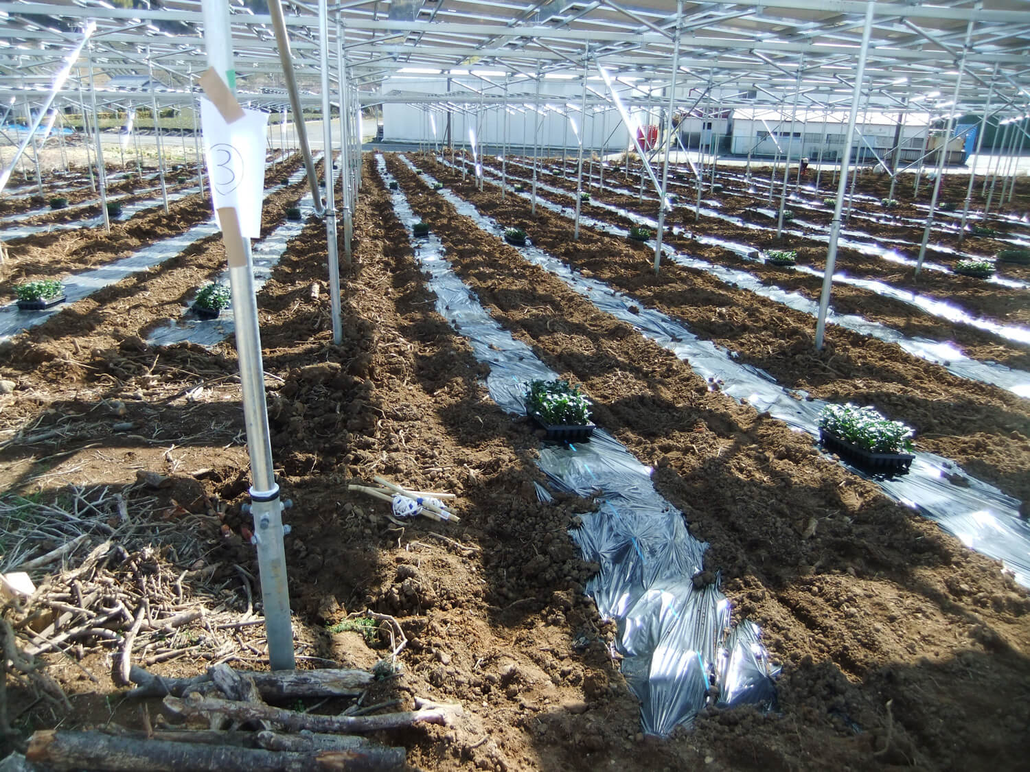 Why We Started a Solar Tea Farm