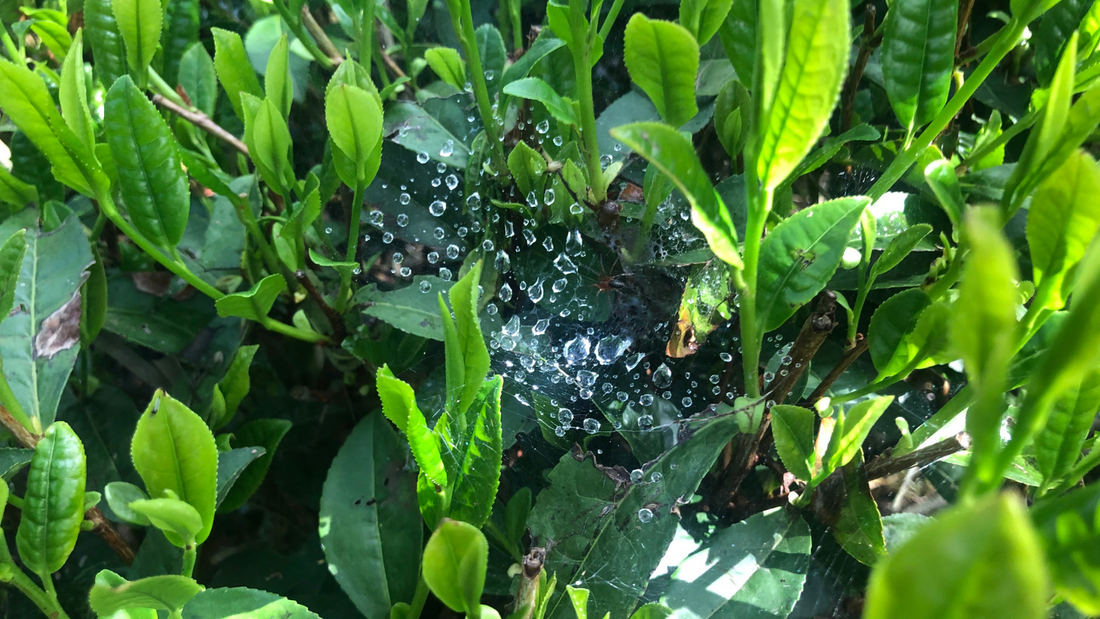 Spiders protect our organically grown tea from pests!