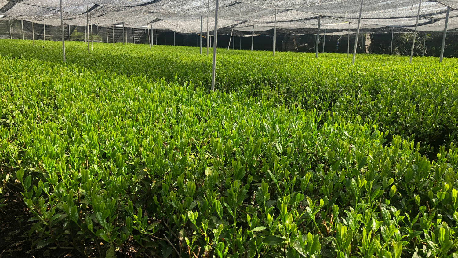Growing tea to make matcha – Hattori Tea Farm