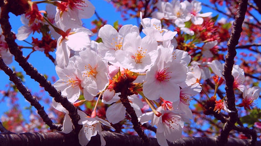 Cherry blossoms and tea