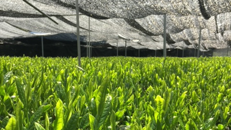 Authentic Japanese Matcha – Hattori Tea Farm